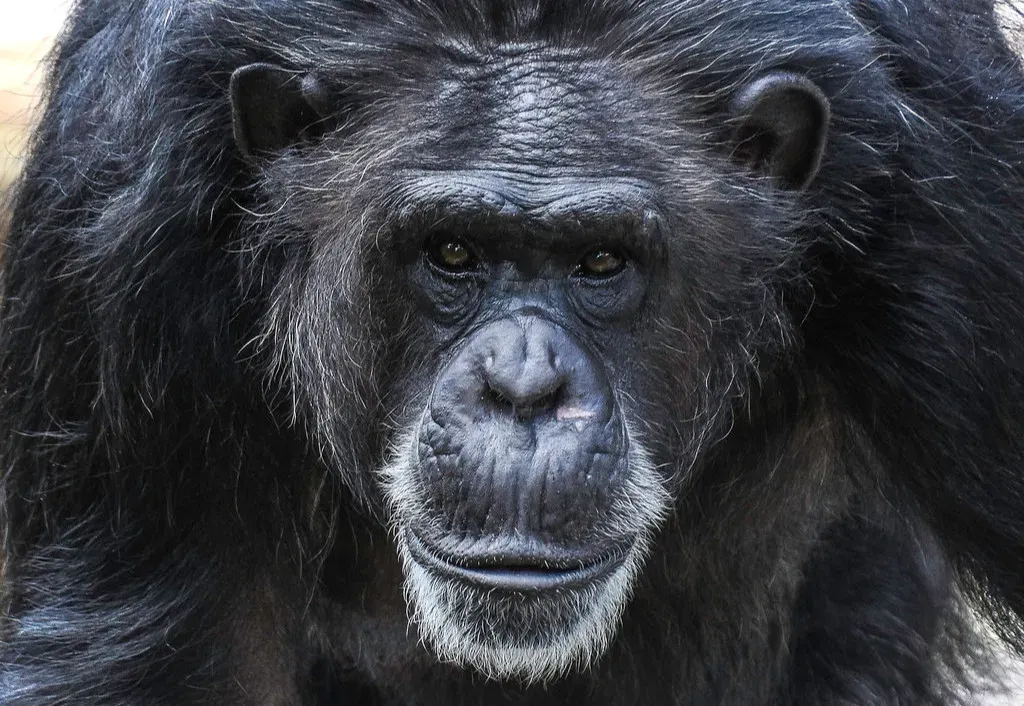 Tool-Using Geniuses: When Animals Build Their Own Solutions (Image Credits: Flickr)