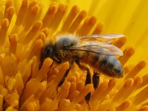 Bees and the Ultraviolet Flower World You Cannot See (kthypryn, Flickr, CC BY 2.0)