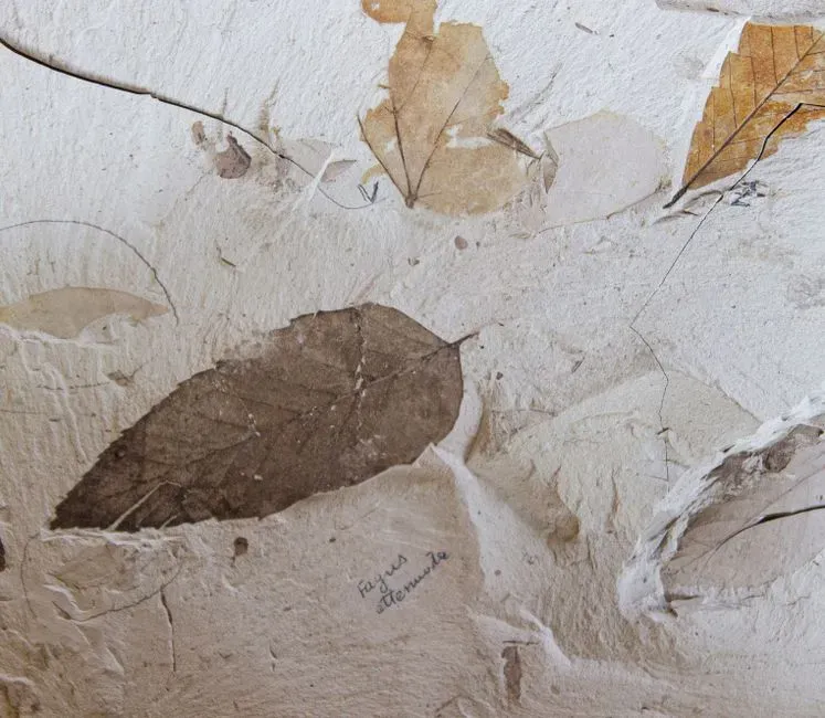 #16 - The Fossil Forest Slice Thinner Than a Credit Card (Image Credits: Pexels)
