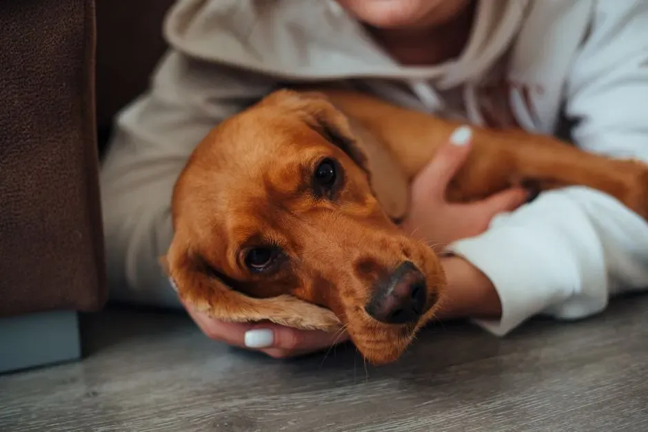 11. They Seek Comfort From You in Small, Everyday Ways (Image Credits: Pexels)