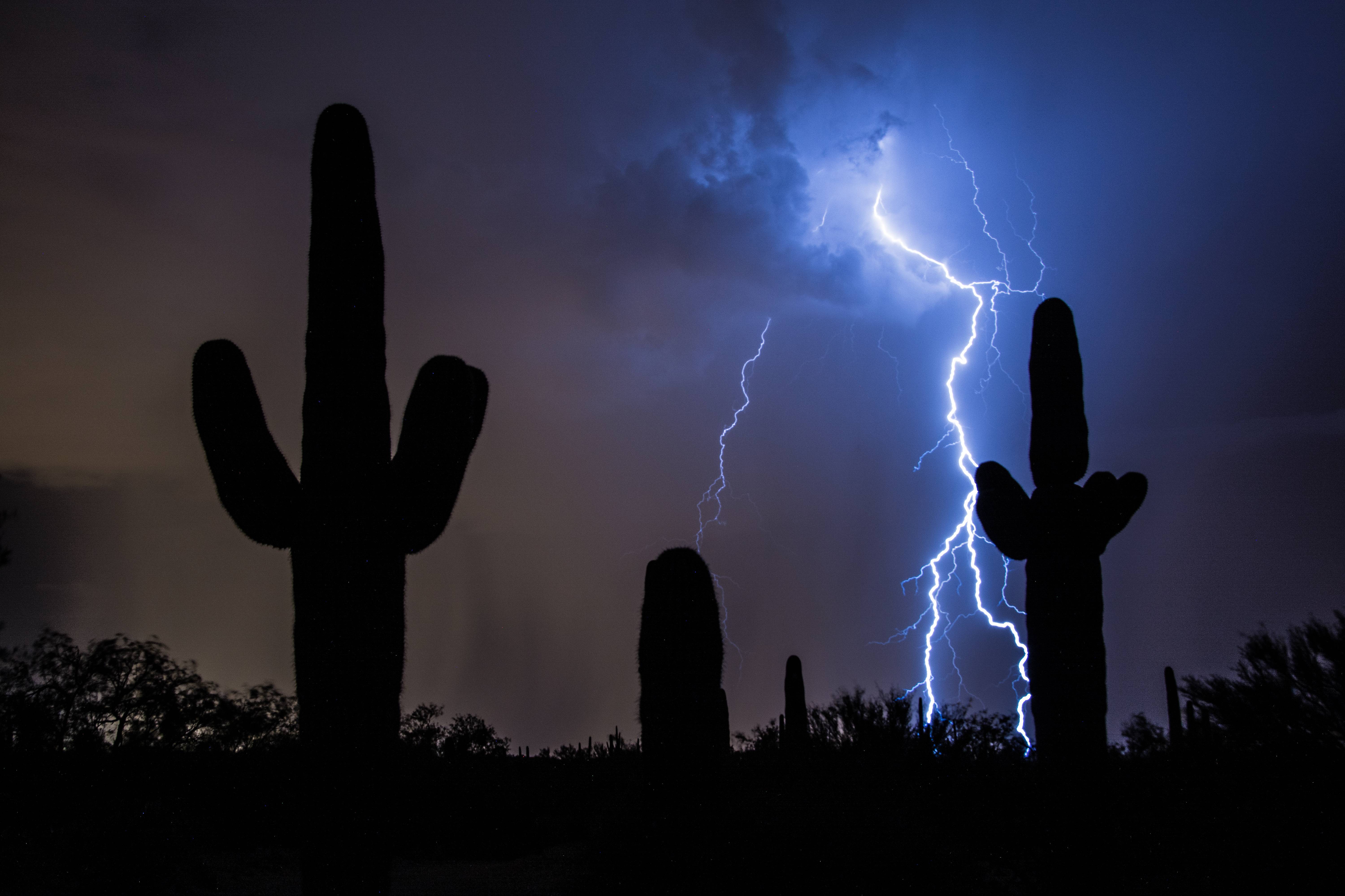 Arizona (Image Credits: Wikimedia)