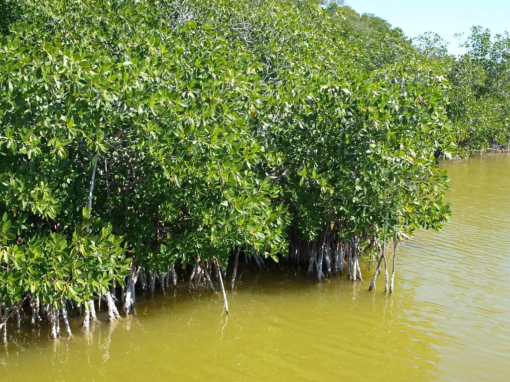 Mangrove Trees: Thriving Where Land Meets Sea (Image Credits: Flickr)