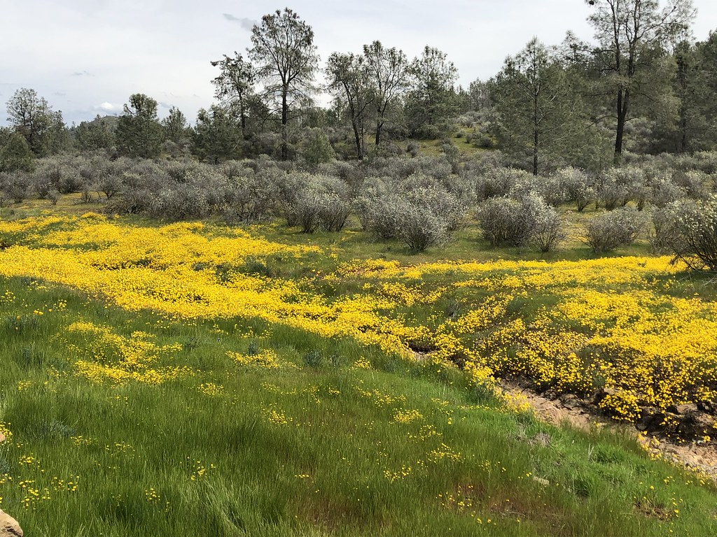 California - Desert Superblooms Paint the Landscape (Image Credits: Flickr)
