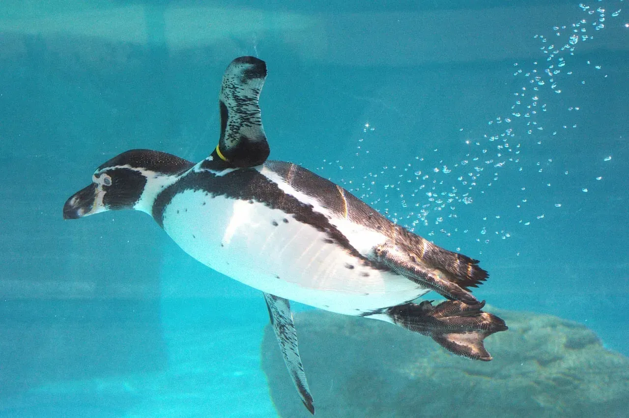 7. Some Species Can Launch Themselves Out of the Water Using Tiny Bubbles (Image Credits: Pixabay)