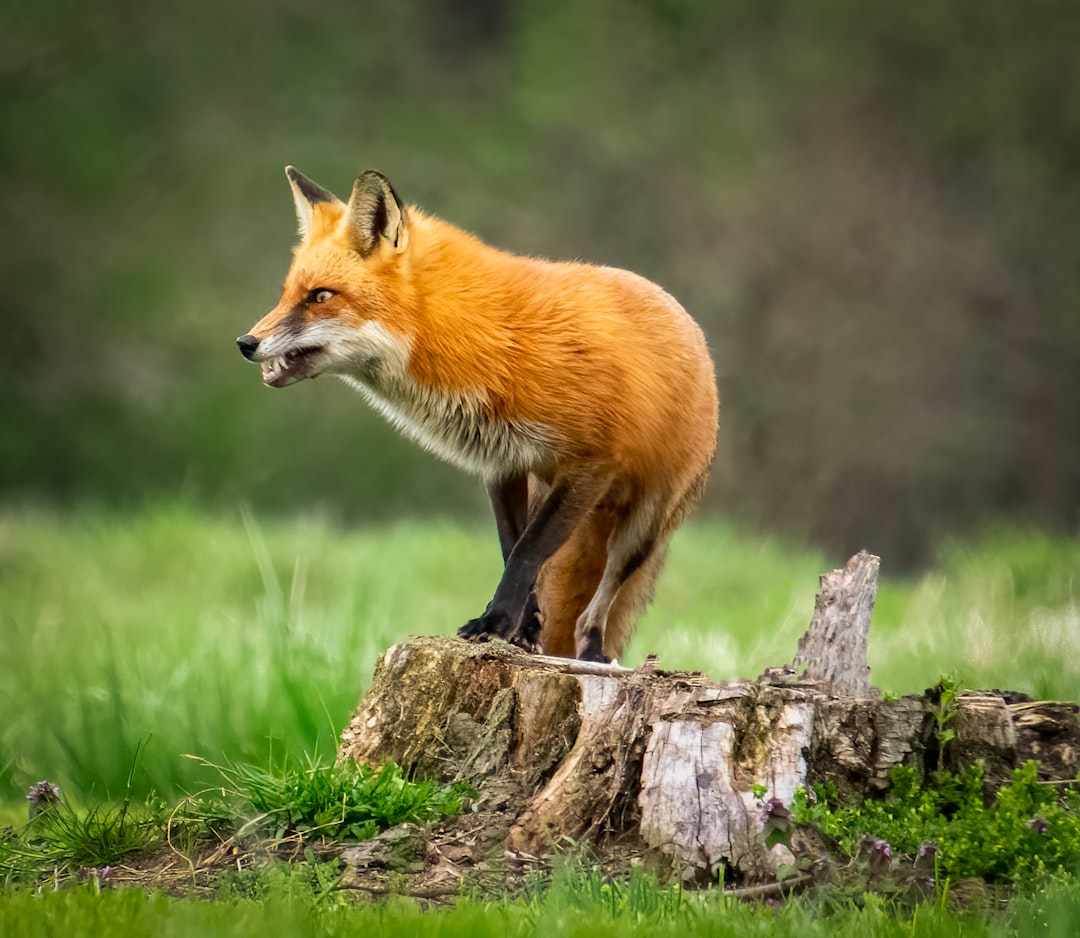 The Quick-Witted Fox: Gemini's Mental Agility (Image Credits: Unsplash)