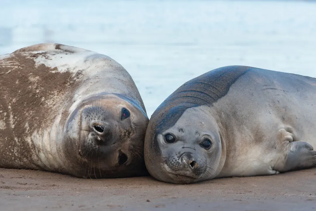 Blubber: Nature's Ultimate Insulating Blanket (Image Credits: Unsplash)