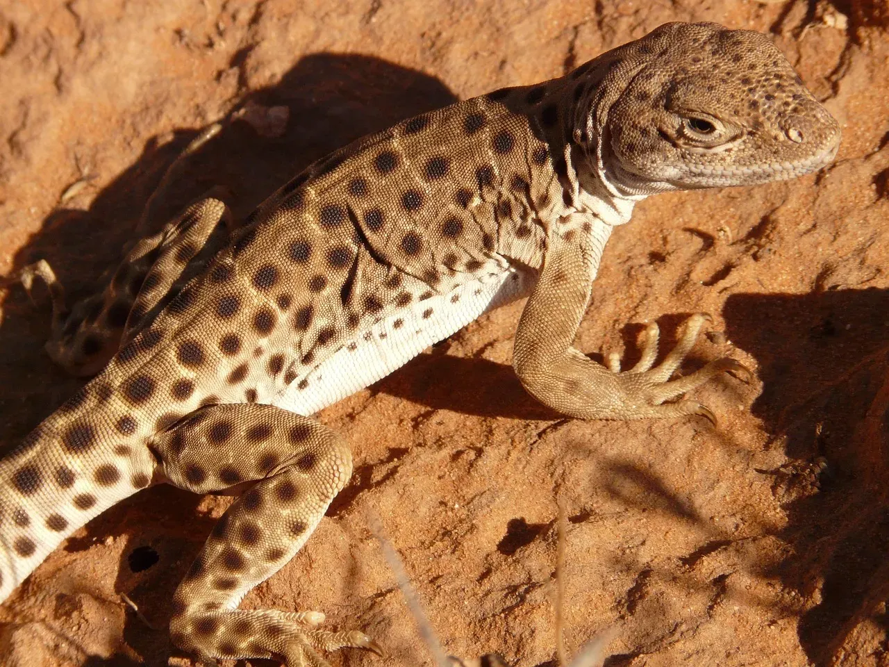 7. Desert Lizards and Insects: Heat-Dodging and Water-Saving Tricks (Image Credits: Pixabay)