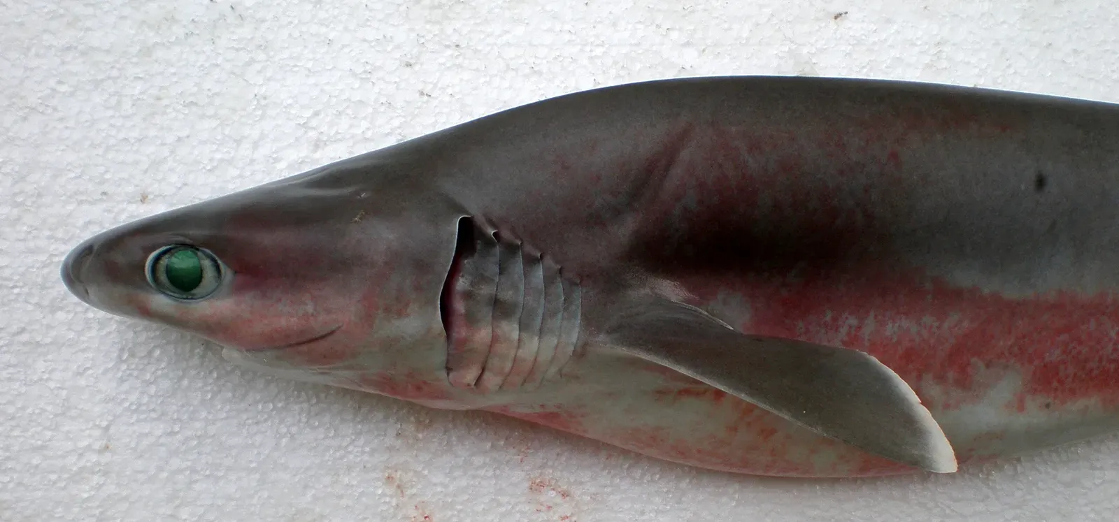 Sagittarius: The Sixgill Shark (Image Credits: Wikimedia)