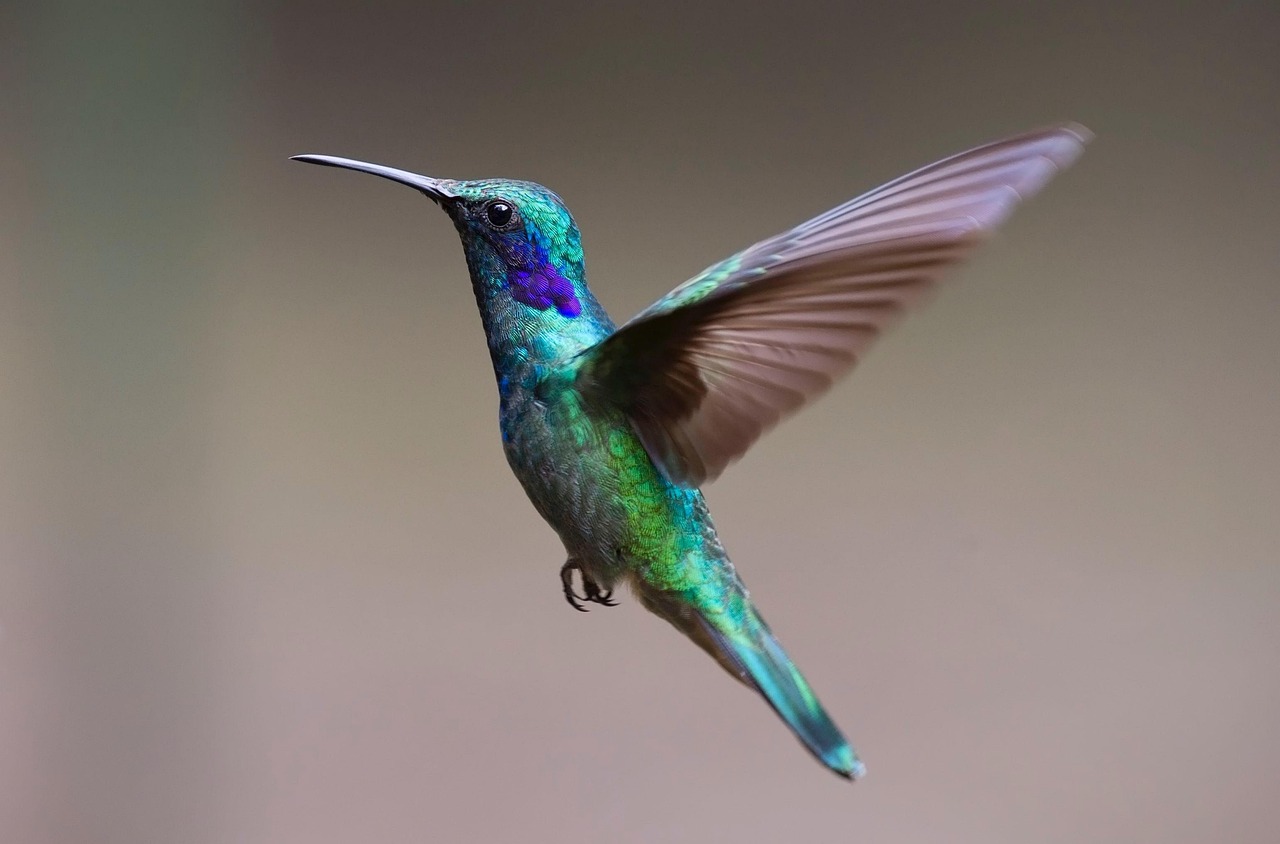 Taurus: The Beautiful Hummingbird (Image Credits: Pixabay)