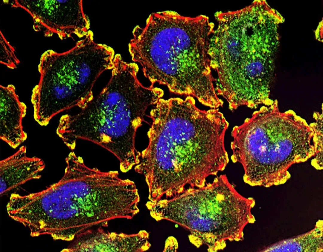 Cutting‑Edge Longevity Research: Reprogramming, CRISPR, and Beyond (Image Credits: Unsplash)