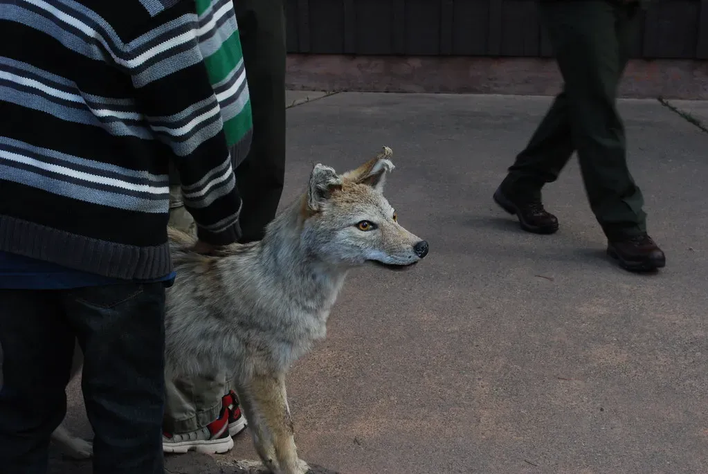 5. Your Own Behavior Can Quiet Coyotes Without Harming Them (firaswehbe, Flickr, CC BY-SA 2.0)