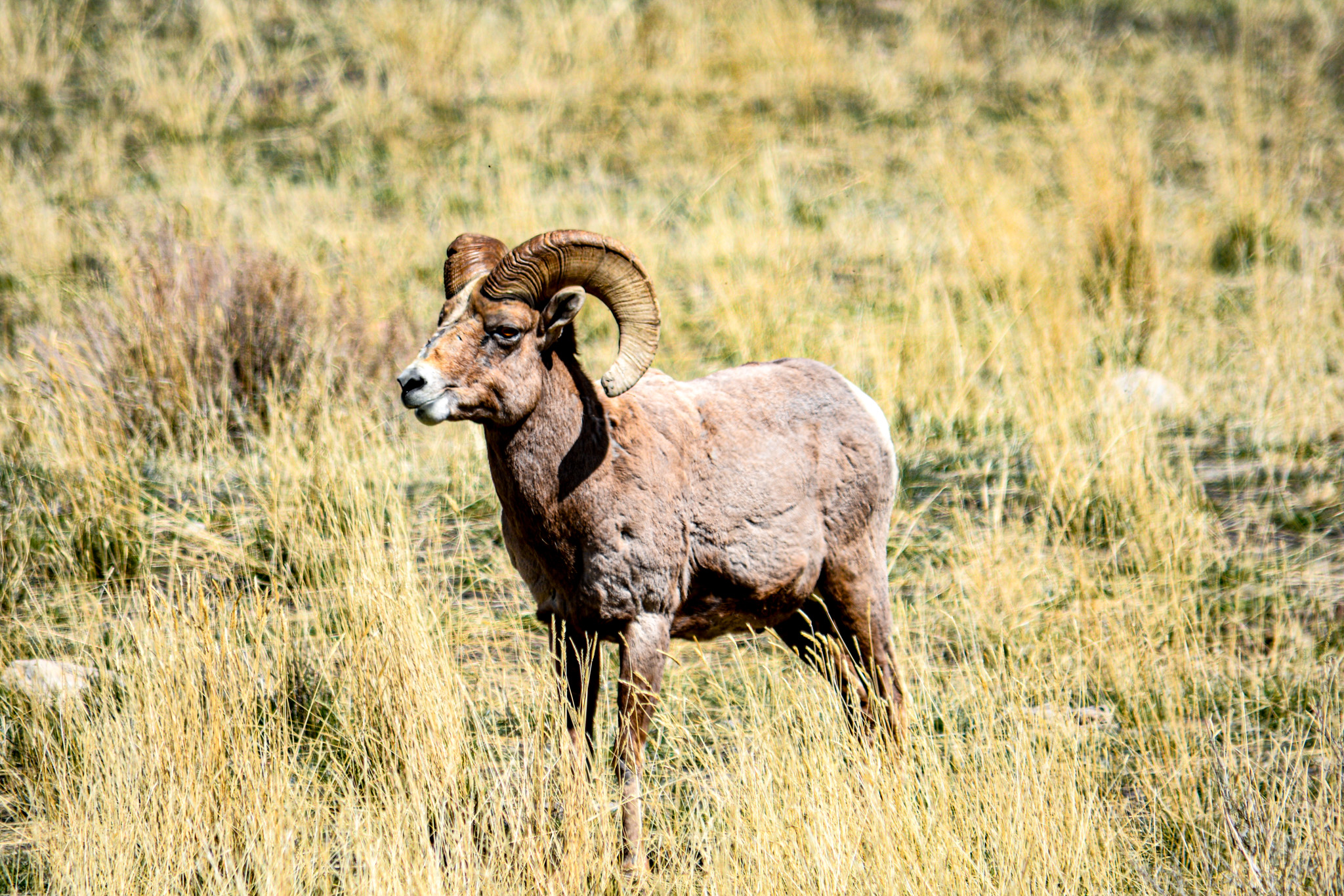 Aries: The Ram's Relentless Charge (Image Credits: Wikimedia)