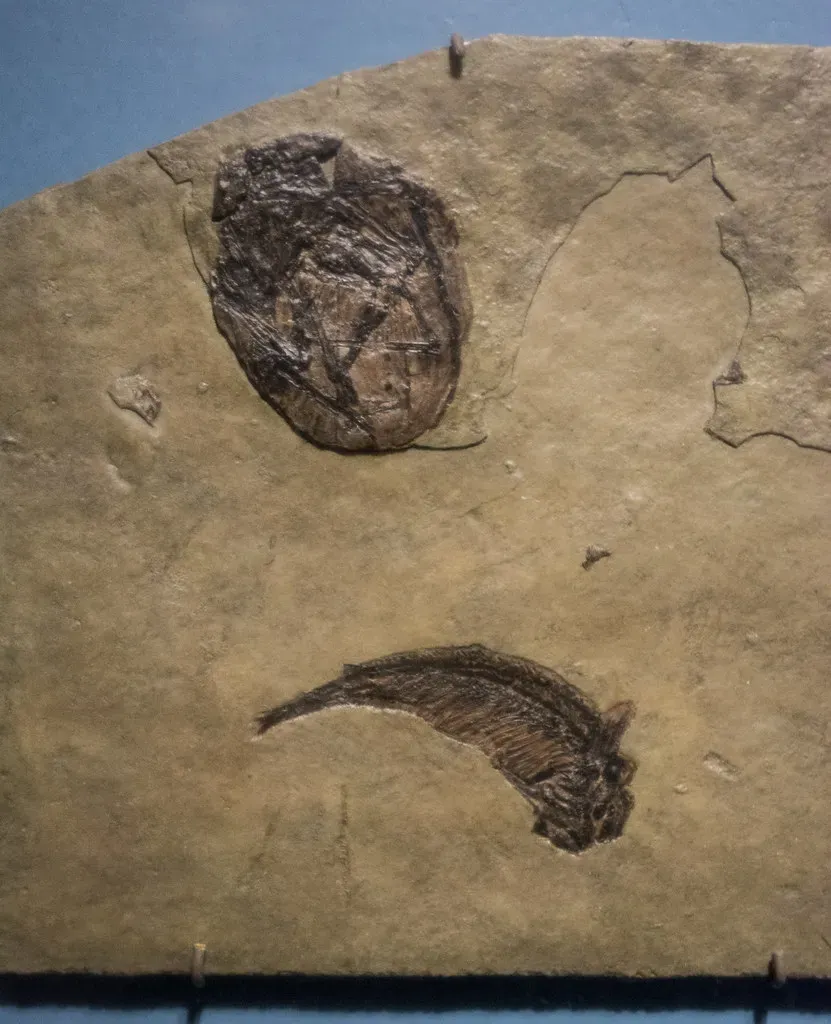 Eggs, Embryos, And Babies Are Exposing Their Family Lives (Tim Evanson, Flickr, CC BY-SA 2.0)