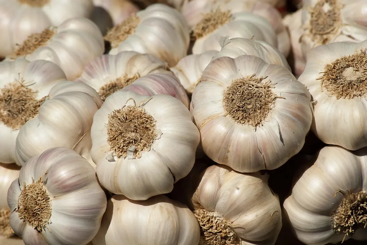 #8 - Garlic and Chives Near Roses Weren't Just Superstition (Image Credits: Pixabay)