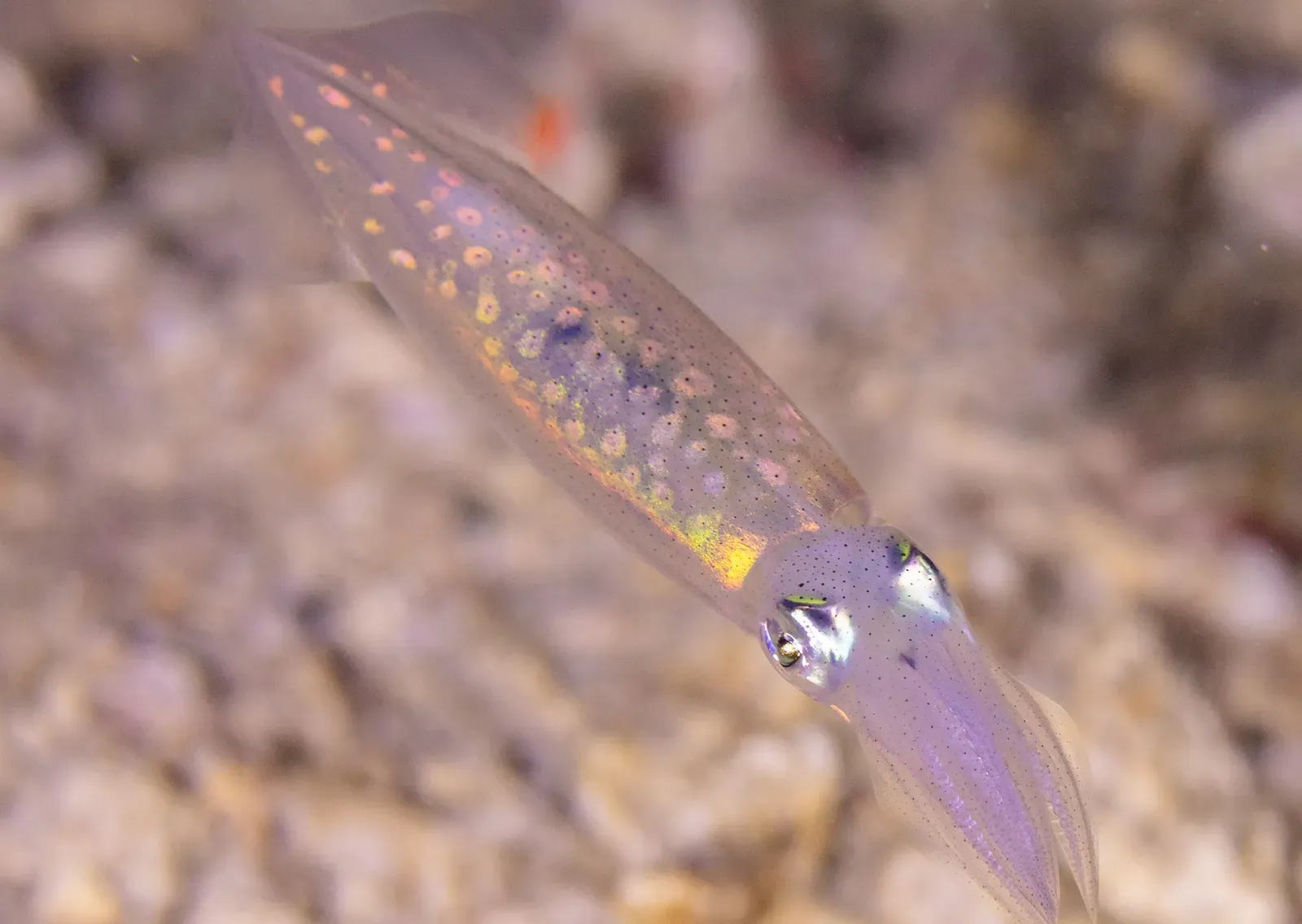 #10 - The Bigfin Squid Is Only Known Alive Through Blurry Submersible Footage, Never a Clean Specimen (Image Credits: Wikimedia)
