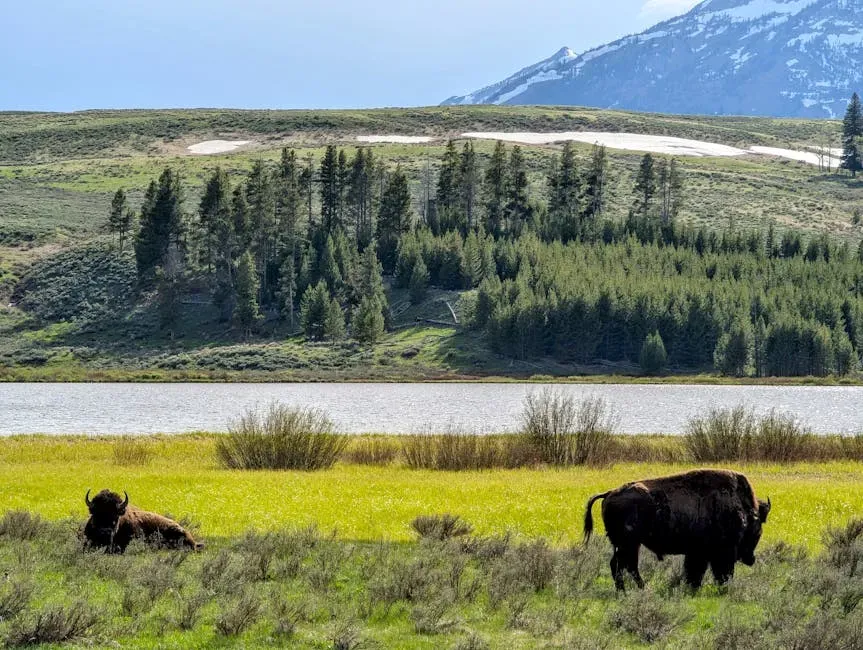Why Your Choices Matter for Bison, Too (Image Credits: Pexels)