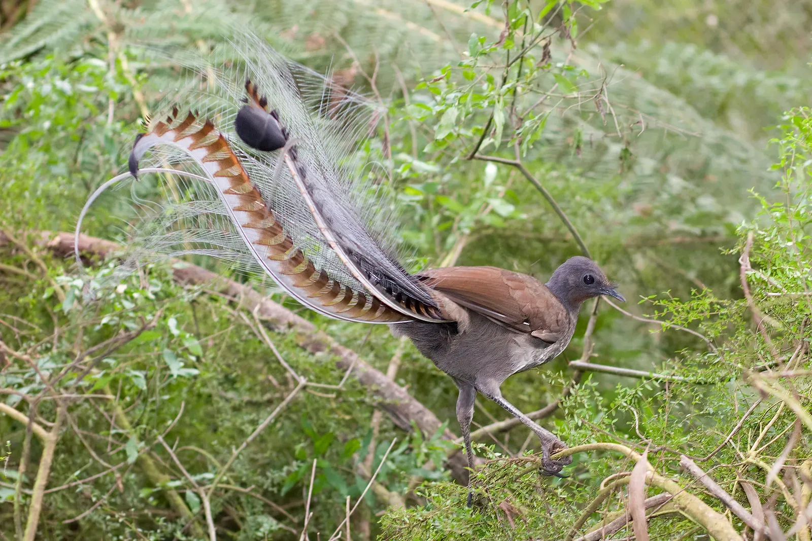 Lyrebirds: Mimicry That Goes Beyond Survival Logic (Image Credits: Wikimedia)