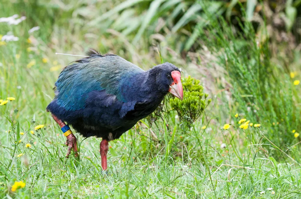 #11 - The Takahe: New Zealand's "Extinct" Giant Swamp Hen (russellstreet, Flickr, CC BY-SA 2.0)