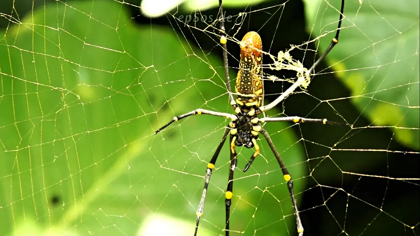 9. Spiders: Bodies That Keep Moving on Autopilot (Image Credits: Wikimedia)