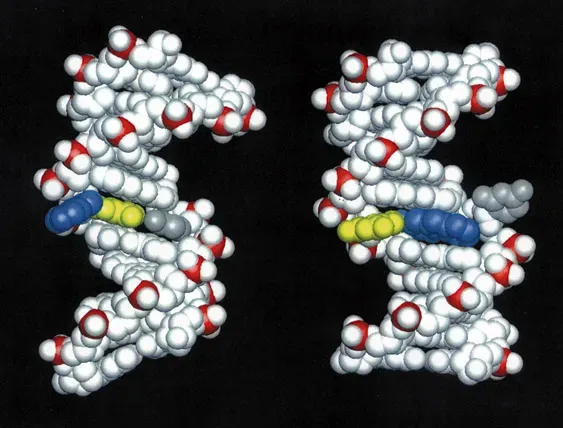 4. Human‑Specific Insertions Derived From Transposable Elements (By Brian E. Hingerty, Oak Ridge National Laboratory
Suse Broyde, New York UniversityDinshaw J. Patel, Memorial Sloan Kettering Cancer Center, Public domain)