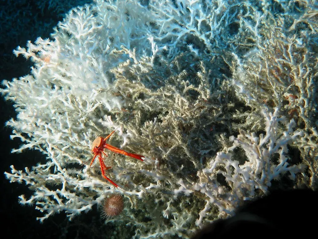 17. Deep Coral Reefs Existing Without Sunlight (NOAA Photo Library, Flickr, CC BY 2.0)