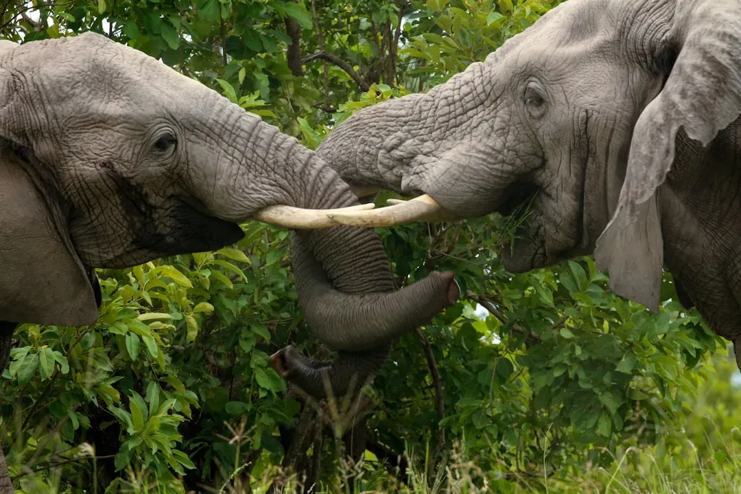 Social Animals Feel Friendship, Loyalty, And Loss (Image Credits: Unsplash)