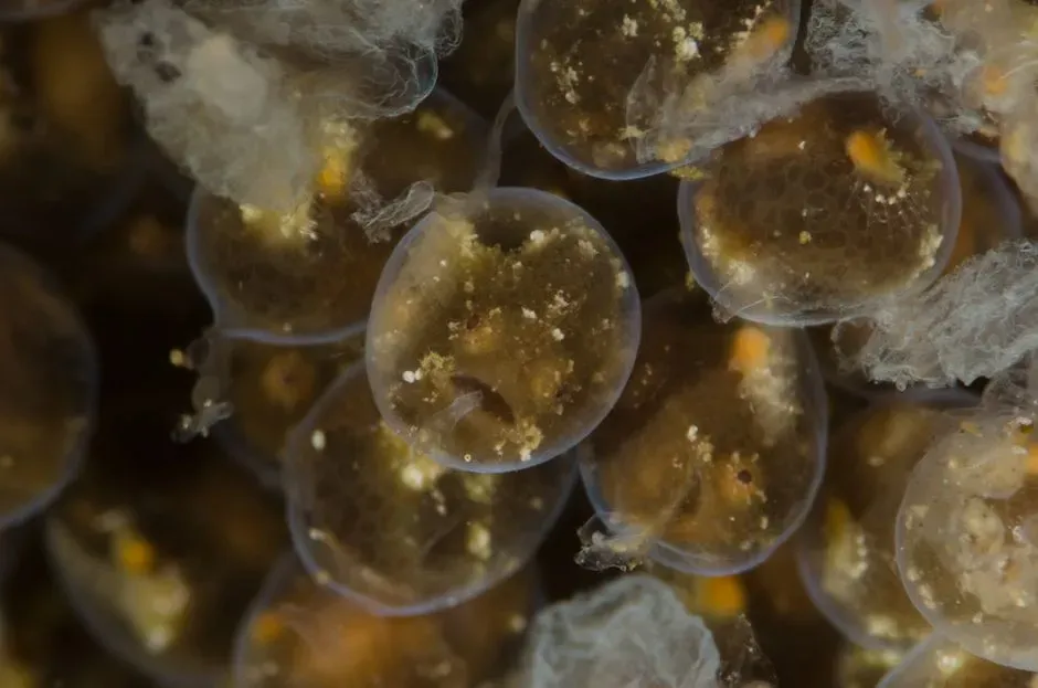 2. Unidentifiable Egg Sacs And Mysterious Encysted Structures (Image Credits: Pexels)
