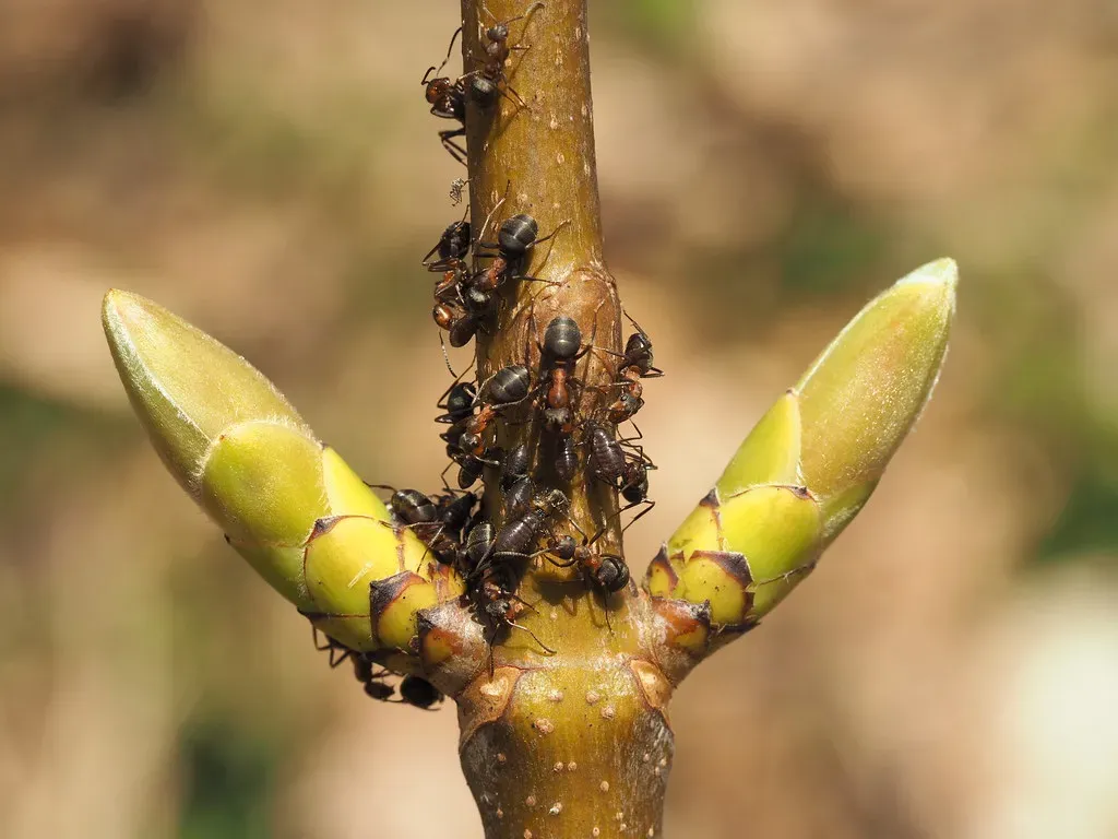 Ants and Aphids: The Original Farmers (Image Credits: Flickr)