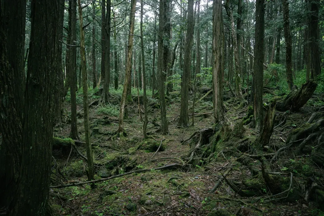 5. Aokigahara Forest, Japan – The Sea of Trees That Swallows Sound (Image Credits: Unsplash)