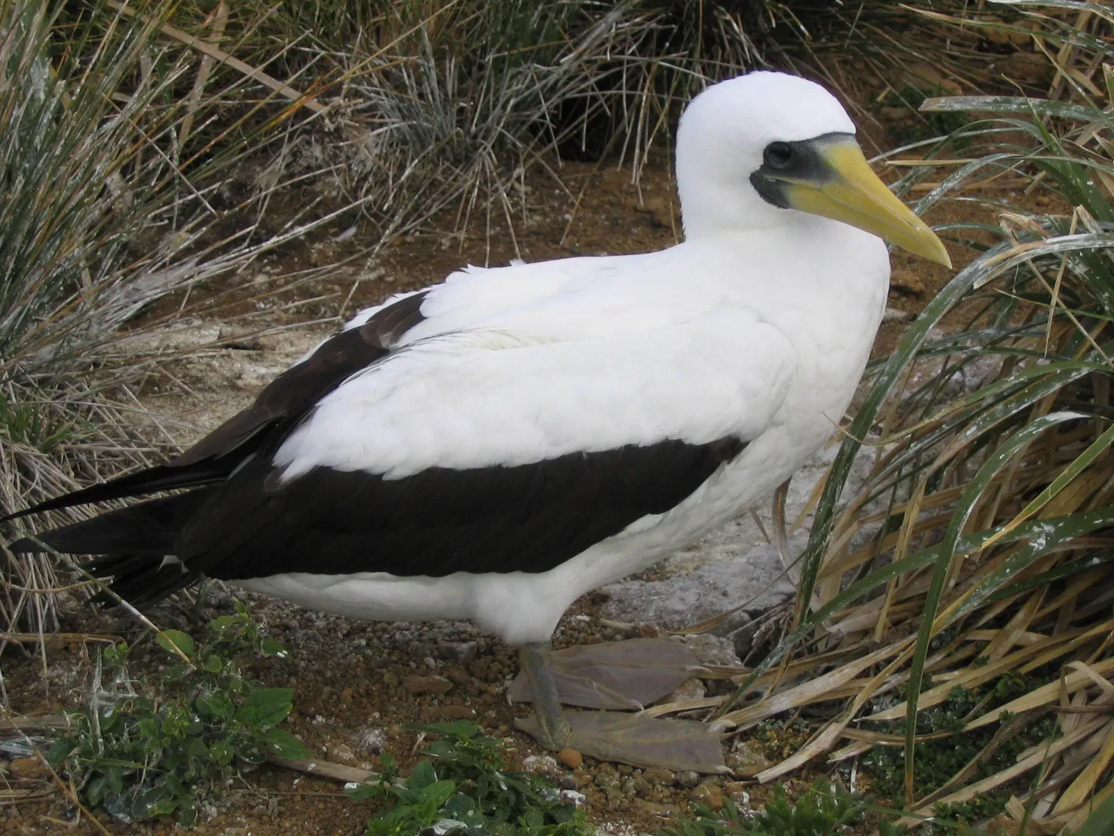 #2 – The "Extinct" Seabird That Was Hiding Under a Different Name (By John Barkla, CC BY 4.0)