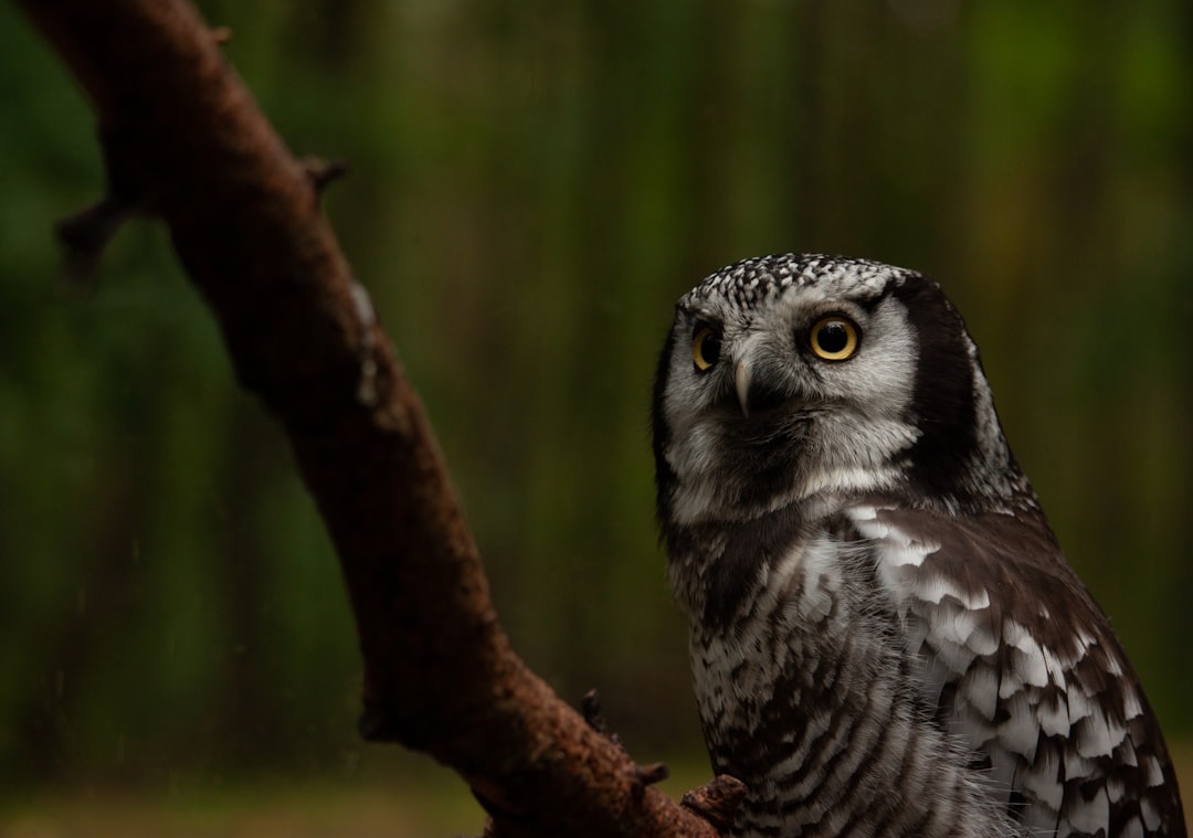 Multi-Sensory Personalities: Bats and Owls (Image Credits: Unsplash)