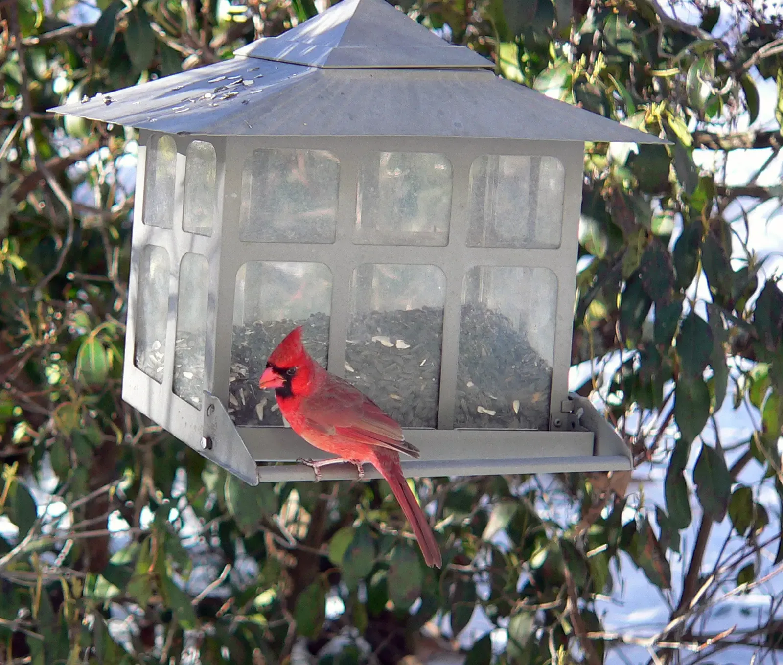 How Bird Feeders Still Help - And Where They Fall Short (Imported from 500px (archived version) by the Archive Team. (detail page), CC BY 3.0)