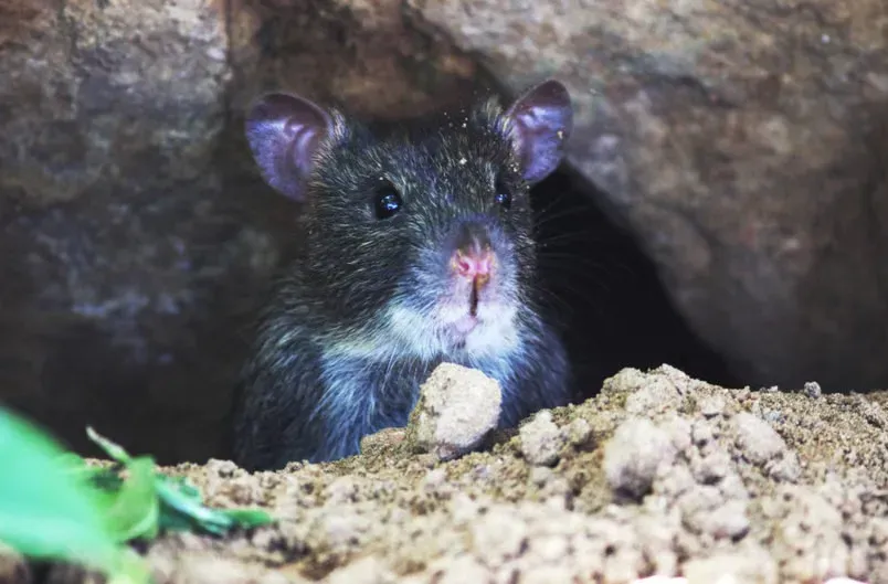 #12 - The Laotian Rock Rat Was Identified From a Dead Specimen Sold as Food (Image Credits: Pexels)