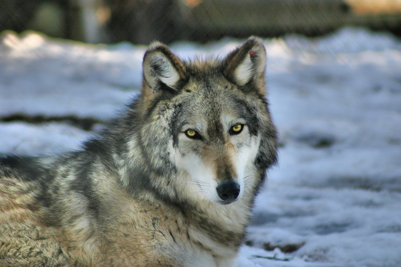 Looking Forward: The Future of American Wolves (Image Credits: Pixabay)