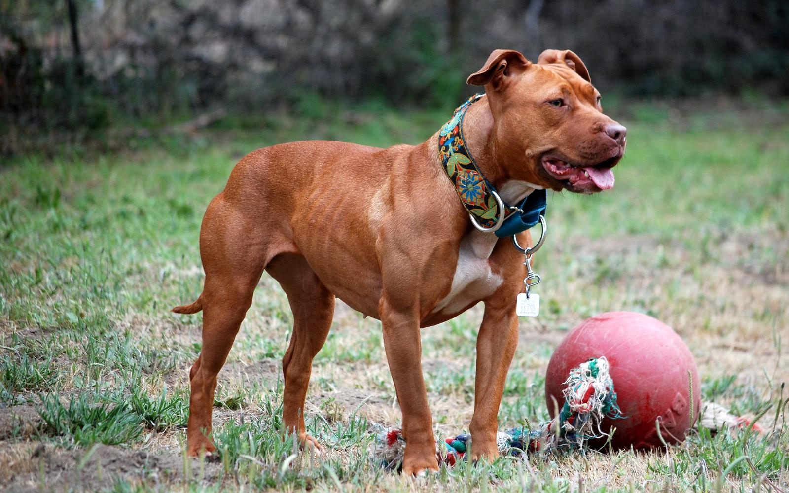 Power and Precision: American Pit Bull Terriers and Close Relatives (Image Credits: Wikimedia)