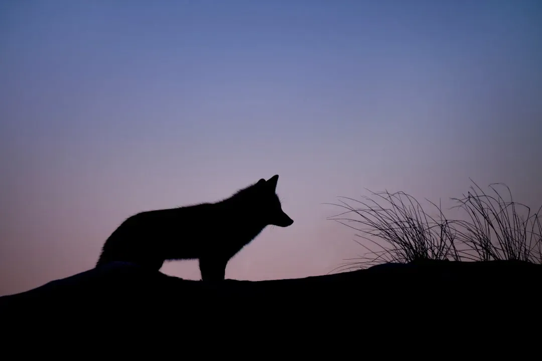 Virgo – The Coyote (Image Credits: Unsplash)