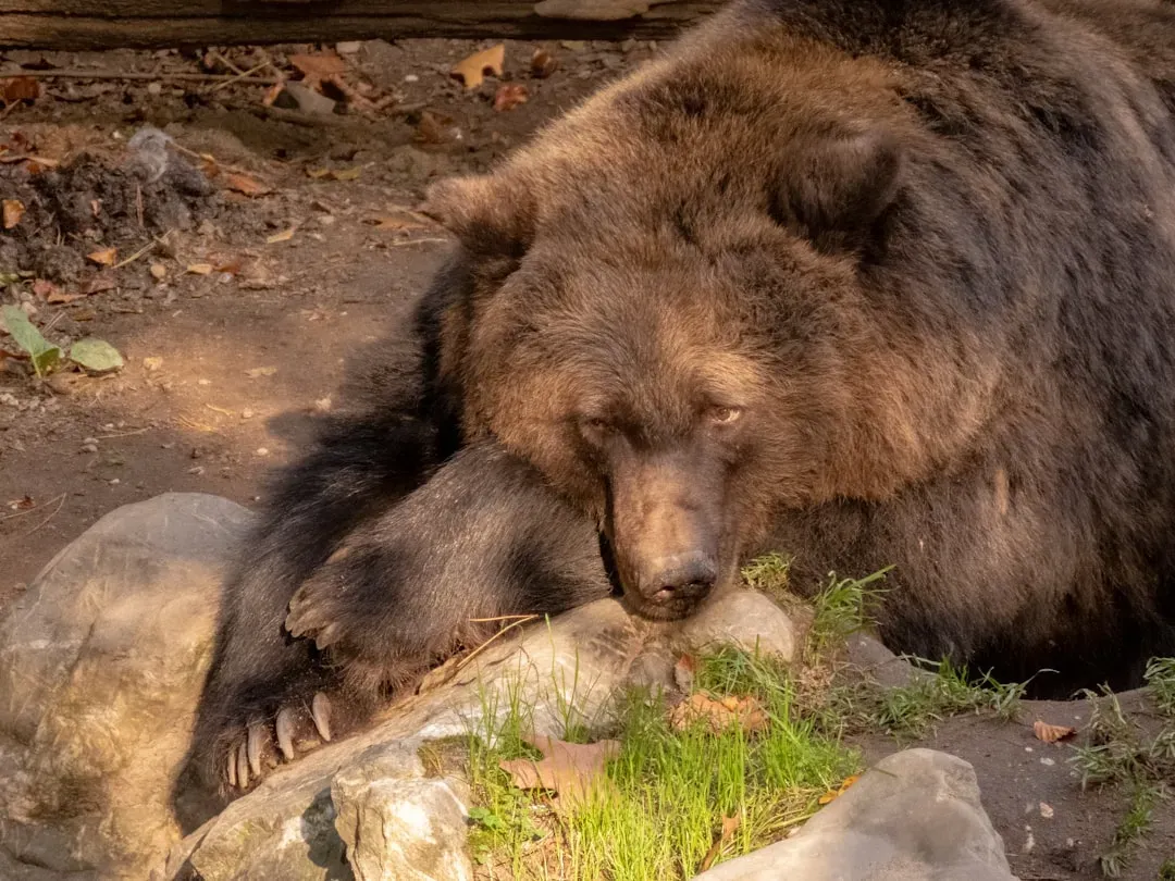 The Hidden Clues in Bear Behavior (Image Credits: Unsplash)