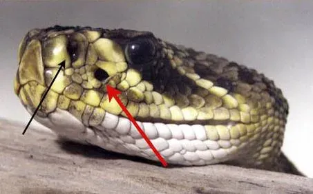 Snakes That See Heat Like a Ghostly Second Image (Image Credits: Wikimedia)