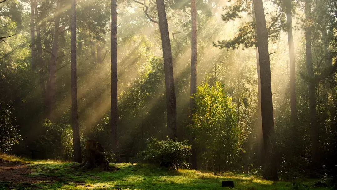 Light, Shadow, and the Way Your Brain Reads Forest Architecture (Image Credits: Unsplash)