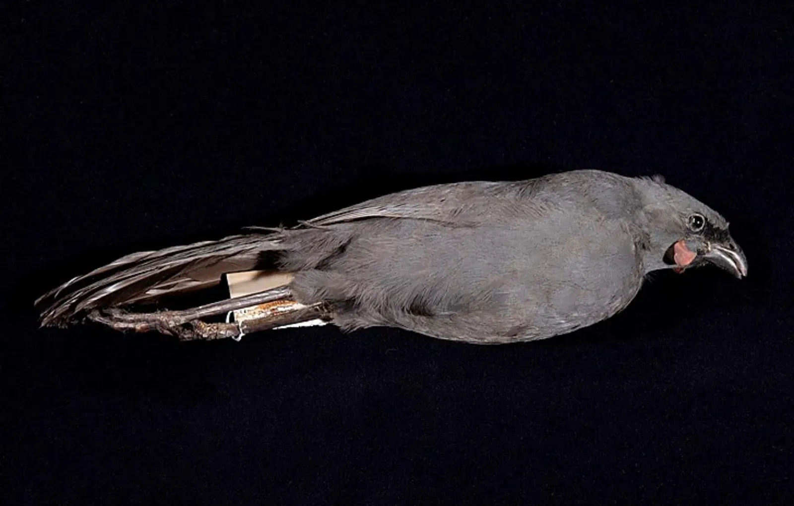 #10 - South Island Kōkako (Naturalis Biodiversity Center, CC BY-SA 3.0)