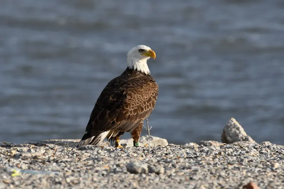 11. Platte River (Nebraska) (Image Credits: Pexels)