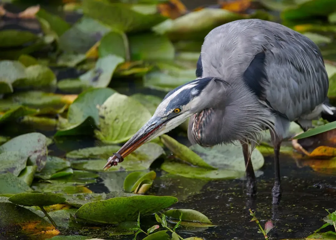 7. They Hunt Far More Than Just Fish (Image Credits: Unsplash)
