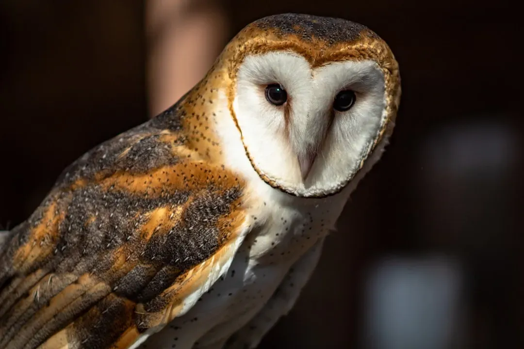 Aquarius – The Nocturnal Barn Owl (Image Credits: Unsplash)