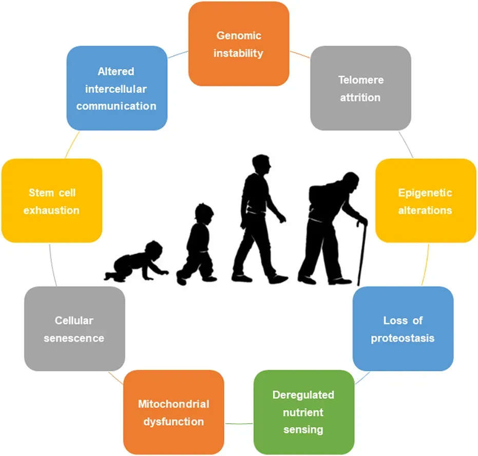 The Biology Of Aging: Why Our Bodies Break Down (By Rebelo-Marques, De Sousa Lages, Andrade, Ribeiro, Mota-Pinto, Carrilho and Espregueira-Mendes, CC BY 4.0)