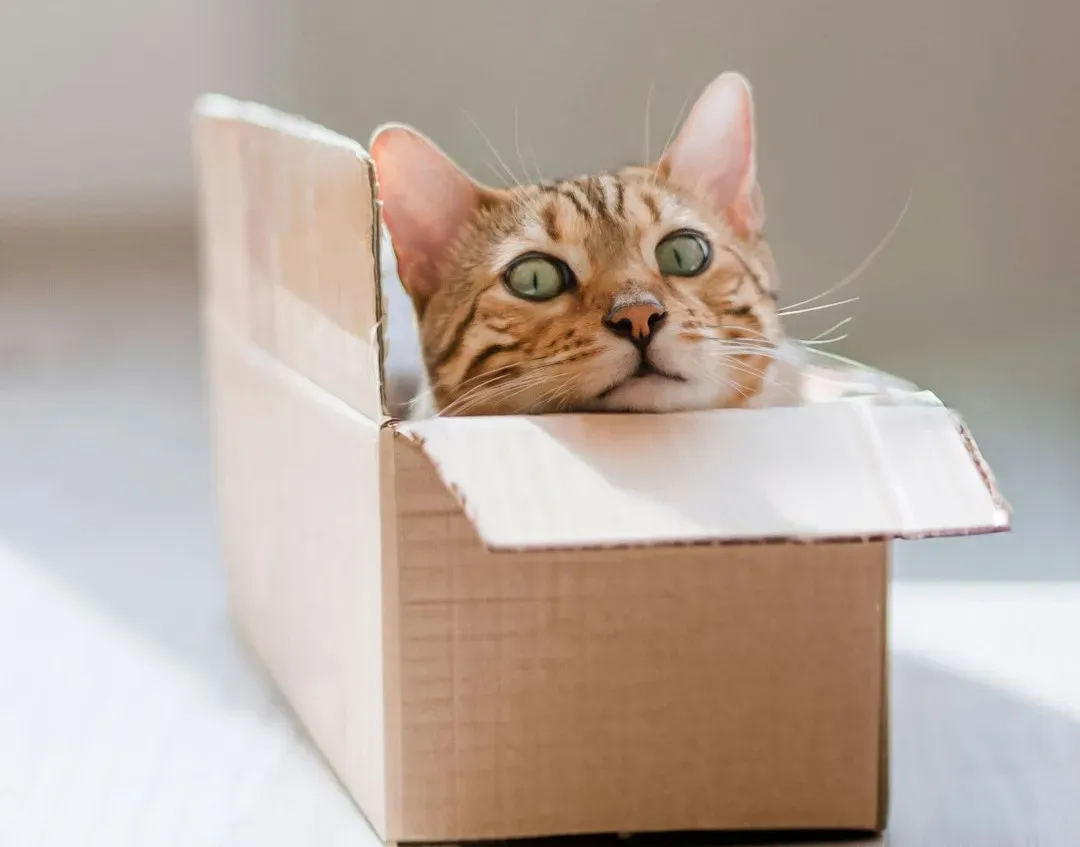1. Schrödinger’s Cat: Alive, Dead, or Both? (Image Credits: Unsplash)