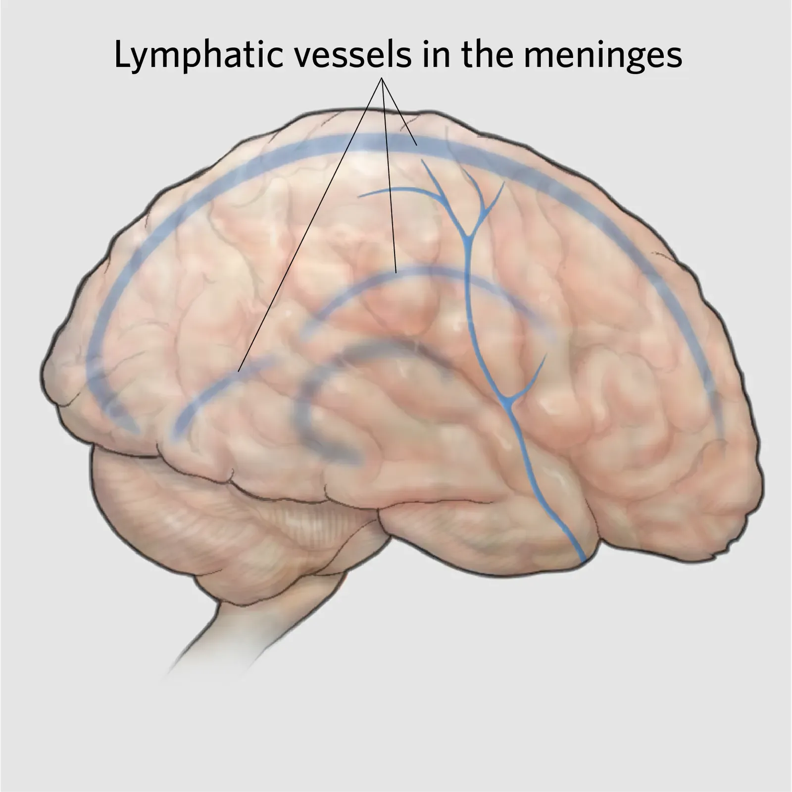 Inside the Night Shift: How Sleep Rewires and Cleans the Brain (Image Credits: Wikimedia)