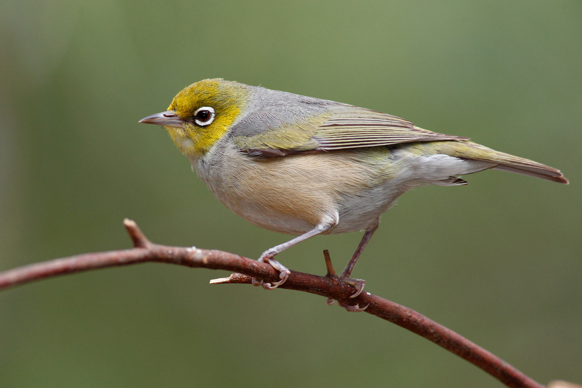 Silvereye (Image Credits: Wikimedia)