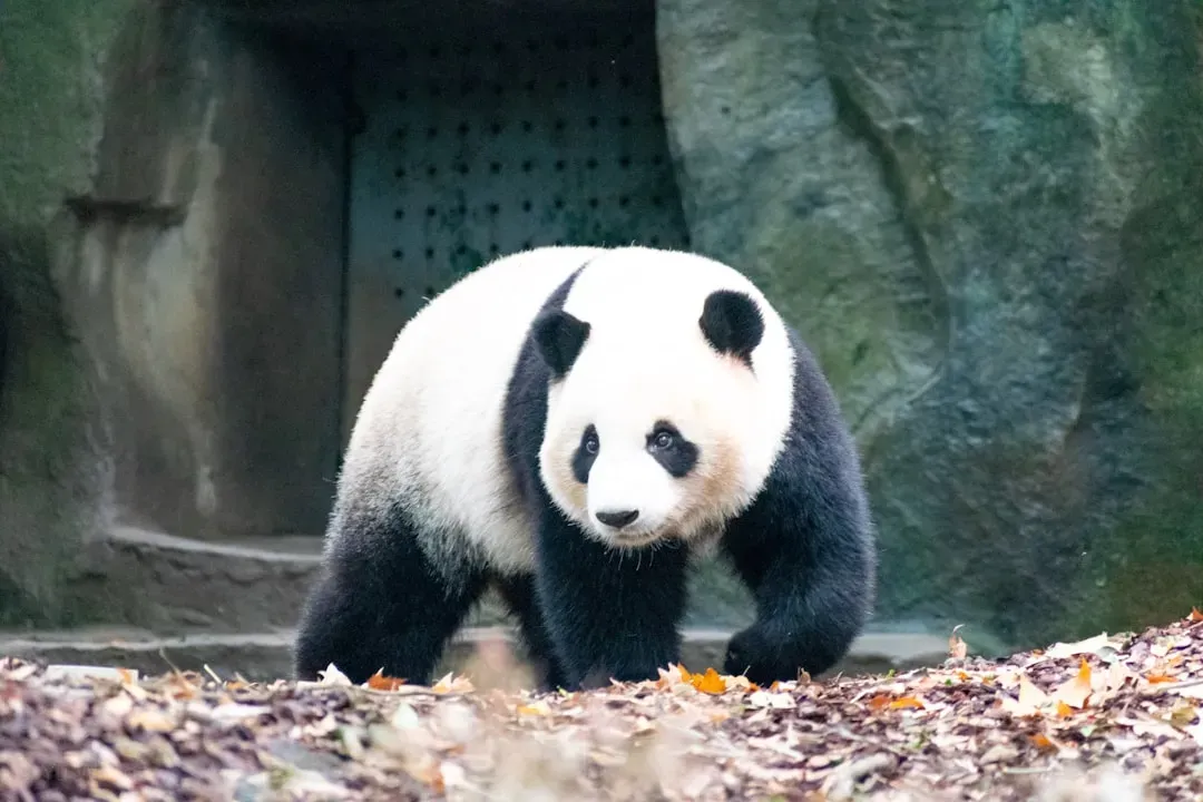 Giant Pandas: The Symbol of Conservation Fighting Back (Image Credits: Unsplash)