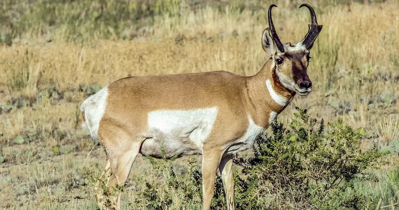 2. Pronghorn – The Desert Speed Machine Built for a Predator That Is Gone (Image Credits: Pixabay)