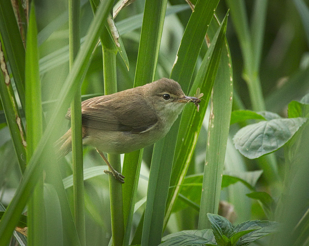 Reed Warbler (Image Credits: Flickr)